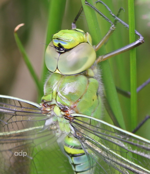 Emperor Dragonfly teneral (Anax imperator) Alan Prowse - IMG_2868tqs 800c EmDr teneral BC.jpg IMG_2868tqs 800c EmDr teneral BC.jpg